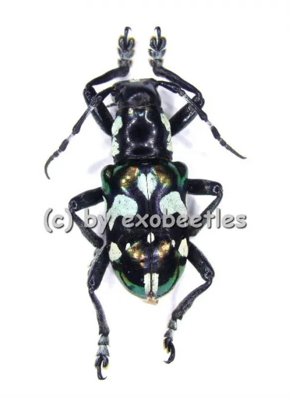 Acronia alboplagiata - Cerambycidae / Coleoptera - exobeetles - Der ...