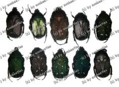 10 Protaetia ( mixed Lot )