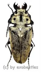 Trictenotoma mouhoti ( 40 – 44 )
