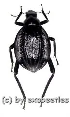 Adesmia dilatata dilatata ( 15 - 19 ) A2