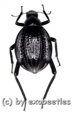 Adesmia dilatata dilatata ( 15 - 19 ) A2