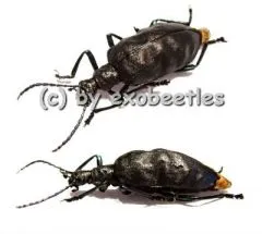 Bothrionota foveata ( 20 - 24 )