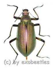Falsocameria spectabilis ( 25 – 29 )