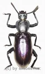 Odontopezus spec. ( 30 – 39 ) A2