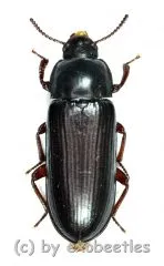 Tenebrio molitor ( 15 – 19 )