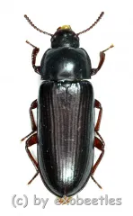 Tenebrio molitor ( 15 – 19 )