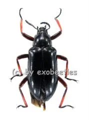 Tenebrionidae spec. #1 ( 20 - 24 )