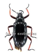 Tenebrionidae spec. #1 ( 20 - 24 )