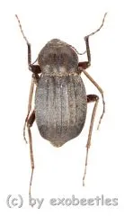 Tenebrionidae spec. #18 ( 15 – 19 ) A2