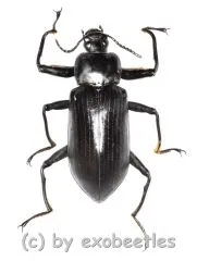 Tenebrionidae spec. #22 ( 35 - 39 )