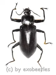 Tenebrionidae spec. #22 ( 35 - 39 )