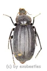 Tenebrionidae spec. #26 ( 30 - 34 )
