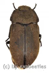 Tenebrionidae spec. #24 ( 10 - 14 )