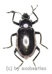 Tenebrionidae spec. #28 ( 15 - 19 ) A2