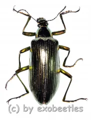 Tenebrionidae spec. #30 ( 25 – 29 )