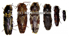 6 x Elateridae ( 10 – 14 )