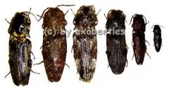 6 x Elateridae ( 10 – 14 )