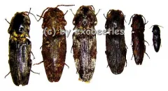 6 x Elateridae ( 10 – 14 )