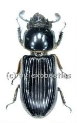 5 x Aceraius grandis