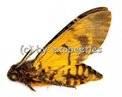 Acherontia atropus A2