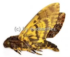 Acherontia lachesis A1/A-