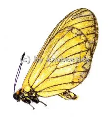 Acraea issoria issoria A1/A-