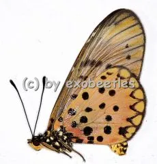 Acraea pseudegina A2