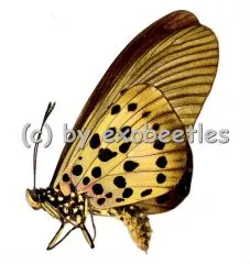 Acraea rogersi A2