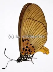 Acraea umbra