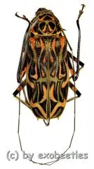 Acrocinus longimanus ( 60 – 64 )