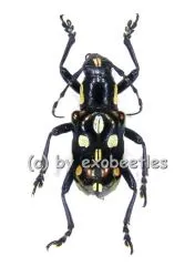 Acronia decimaculata ( 15 - 24 )