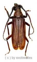 Aegolipton kumei ( 40 – 44 )