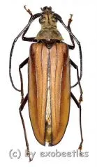 Aegolipton kumei ( 50 – 54 )