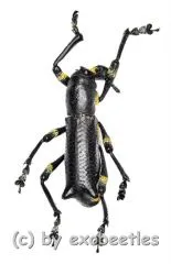 Aegorhinus nodipennis A2