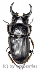 Aegus chelifer tonkinensis ( 20 – 24 )