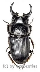 Aegus chelifer tonkinensis ( 20 – 24 )