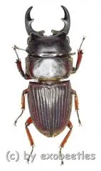 Aegus frontalis ( 20 – 24 )