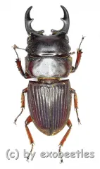 Aegus frontalis ( 20 – 24 )