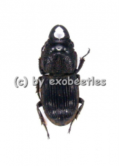Aegus philippinensis ssp.newtoni