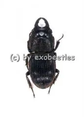 2 x Aegus philippinensis ssp.newtoni