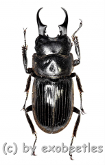 Aegus ramli ( 20 – 24 ) A2