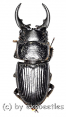 Aegus spec. #3 ( 25 – 29 )