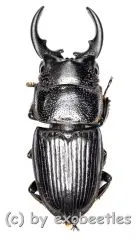 Aegus spec. #3 ( 25 – 29 )