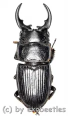 Aegus spec. #3 ( 25 – 29 )