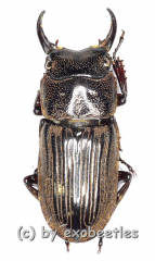 Aegus spec. #4 ( 15 – 19 )