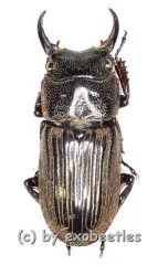 Aegus spec. #4 ( 15 – 19 )