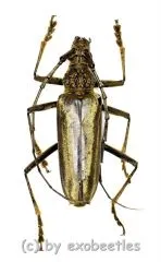 Aeolesthes laosensis ( 40 – 44 )