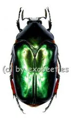 Agestrata orichalca orichalca ( 40 – 44 )