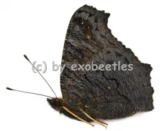 Aglais ( Inachis ) io