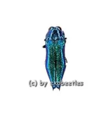 Agrilus acutus